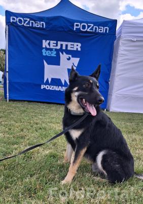 Kodi