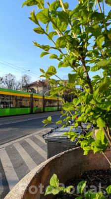 Wiosna w Poznaniu