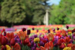 Kolorowe tulipany na Cytadeli