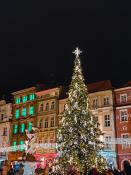 Tegoroczna choinka na rynku