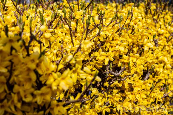 Forsythia Koreana