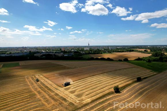 Żniwa w mieście