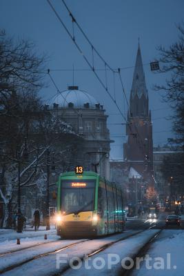 Polarna bimba na Teatralce