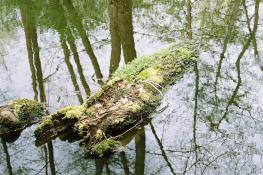 Kłoda na dębcu