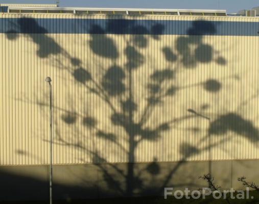 Ściana jak ekran - cień topoli obrośniętej jemiołą.