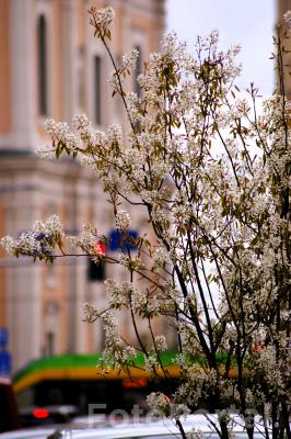 Wiosna w Poznaniu