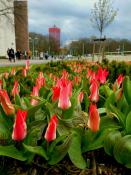 Tulipanki w centrum