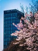 Bałtyk Tower i piękne kwitnące drzewo