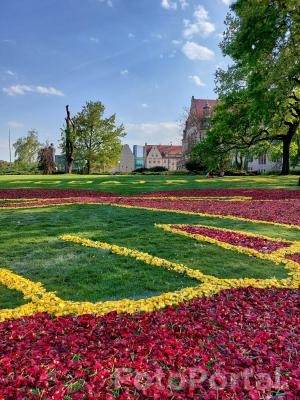 Tulipanowy dywan "Podaj rękę Ukrainie"