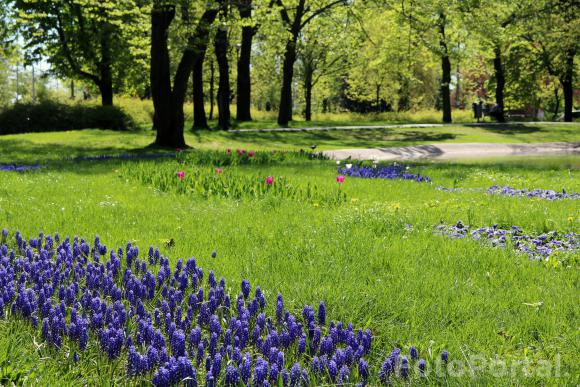 W centrum miasta - Park Marcinkowskiego