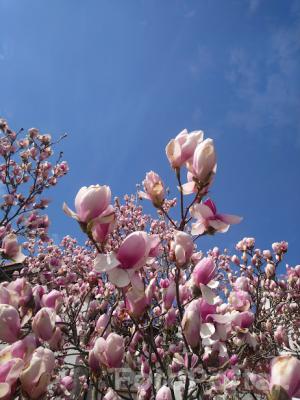 Magnolia na czystym błękicie nieba