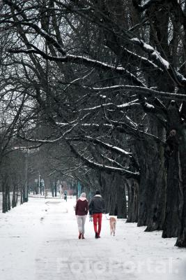 Zimowy spacer po Alei Wielkopolskiej