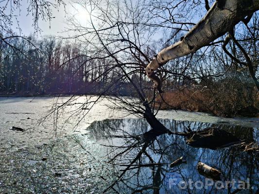 Staw w Lasku Marcelińskim