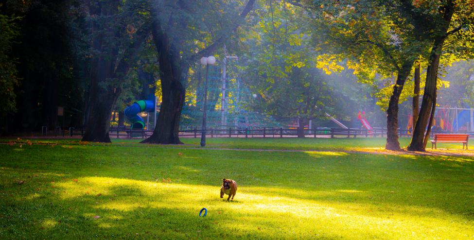 Park Sołecki - zabawy z "piesełem"