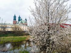 Ostrów Tumski wiosną