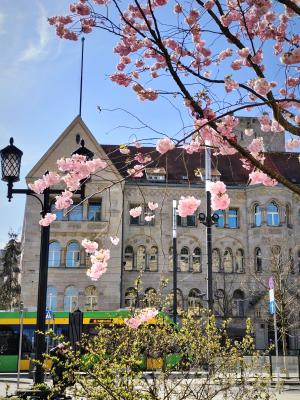 Kwitnący Poznań