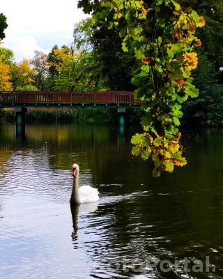 Łabądź