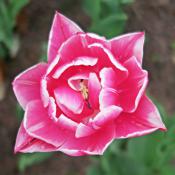 Wiosna w Ogrodzie Botanicznym - tulipan
