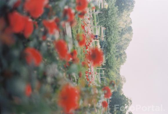 Cytadela flowers