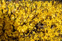 Forsythia Koreana