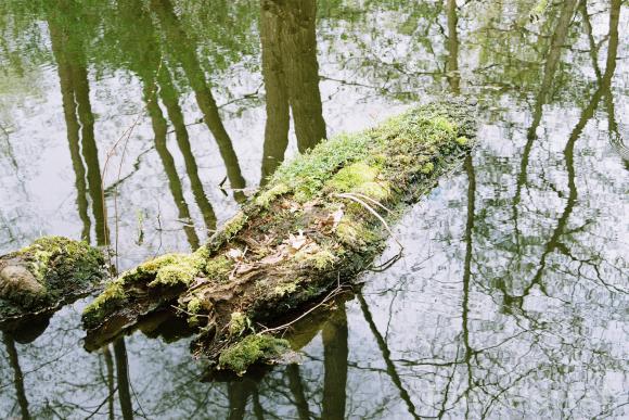 Kłoda na dębcu