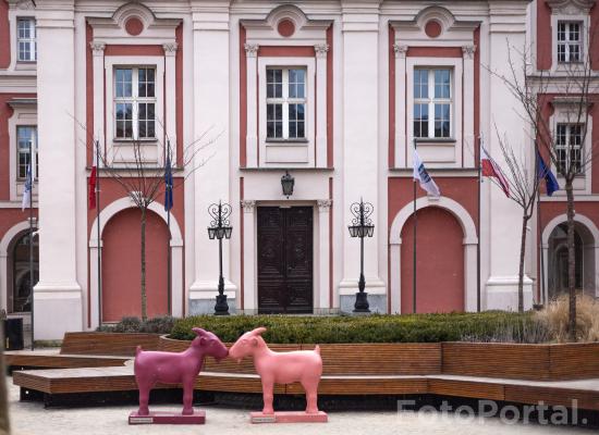 Okna na Placu Kolegiackim i Koziołki