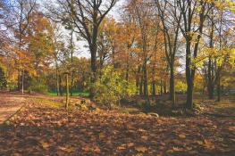 Park Wilsona jesienią