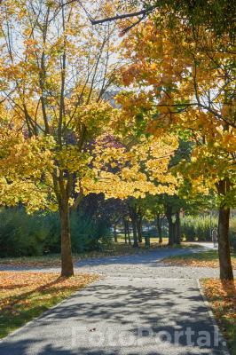 Jesień na Winogradach (Park Wł. Czarneckiego)