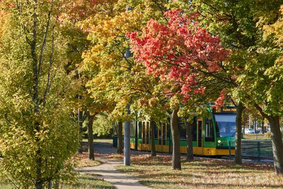 Pętla na Połabskiej - jesienny tramwaj :)