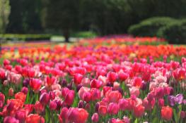 Tulipany w rozkwicie