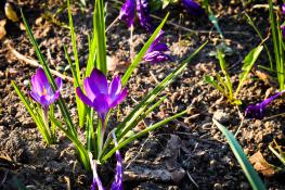 Purple flowers