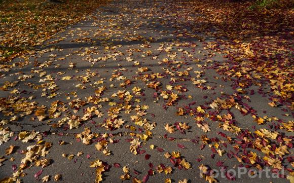 Park Czarneckiego