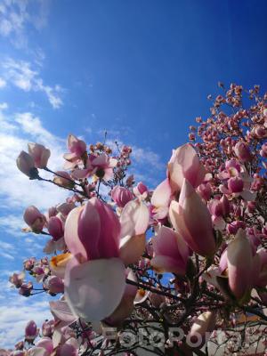 Kwiat magnolii