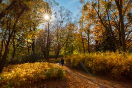 Park Wodziczki