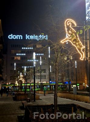 Koziołki hasają po książki