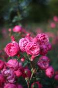 Ostatnie róże na Cytadeli