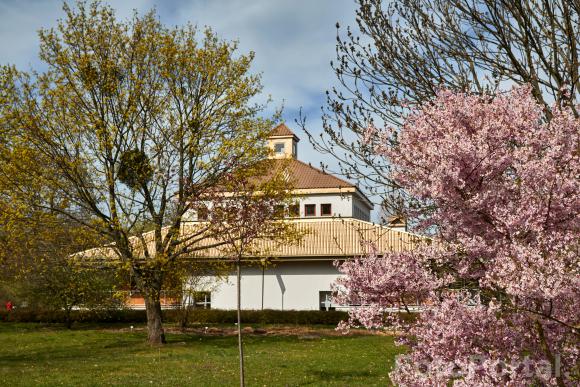Wiosna w Poznaniu - Ogród Botaniczny