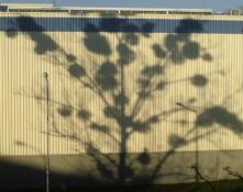 Ściana jak ekran - cień topoli obrośniętej jemiołą.