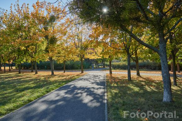 Jesień na Winogradach (Park Wł. Czarneckiego)