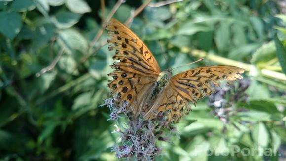 Motyl