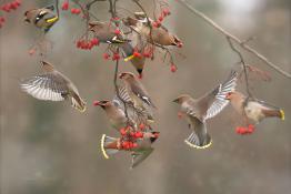 Jemiołuszki na lunchu