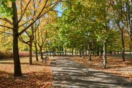 Jesień na Winogradach (Park Wł. Czarneckiego)