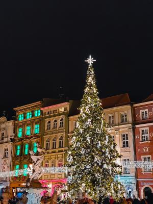 Tegoroczna choinka na rynku