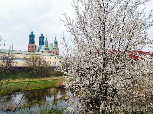 Ostrów Tumski wiosną