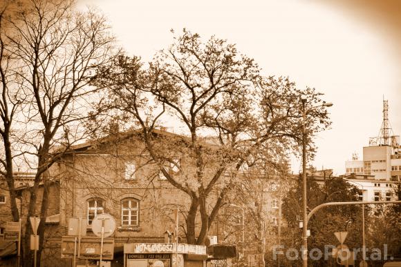 Drzewo na Starówce poznańskiej