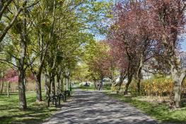 Wiosna na Winogradach (Park Wł. Czarneckiego)