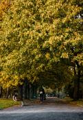 Przechodząc parkiem