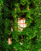 Zarośnięty rektorat