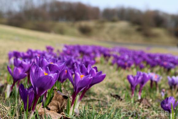 Wiosenne krokusy na Cytadeli