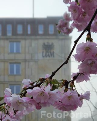 Wiosenny UAM